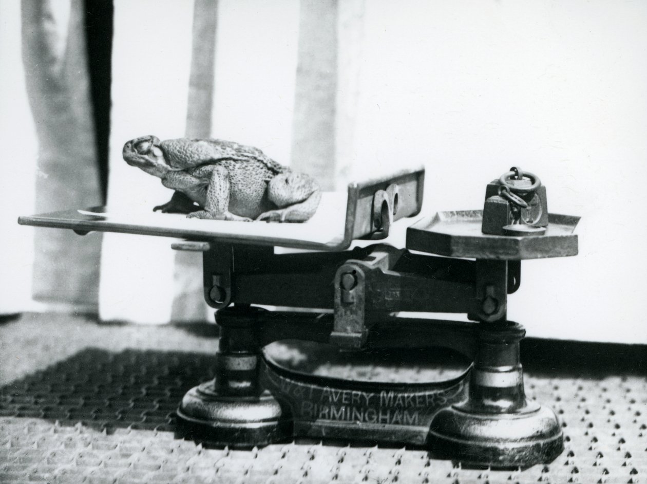 Ropucha třtinová sedící na váze, která má být zvážena v londýnské zoo, 1923 (černobílá fotografie) od Frederick William Bond