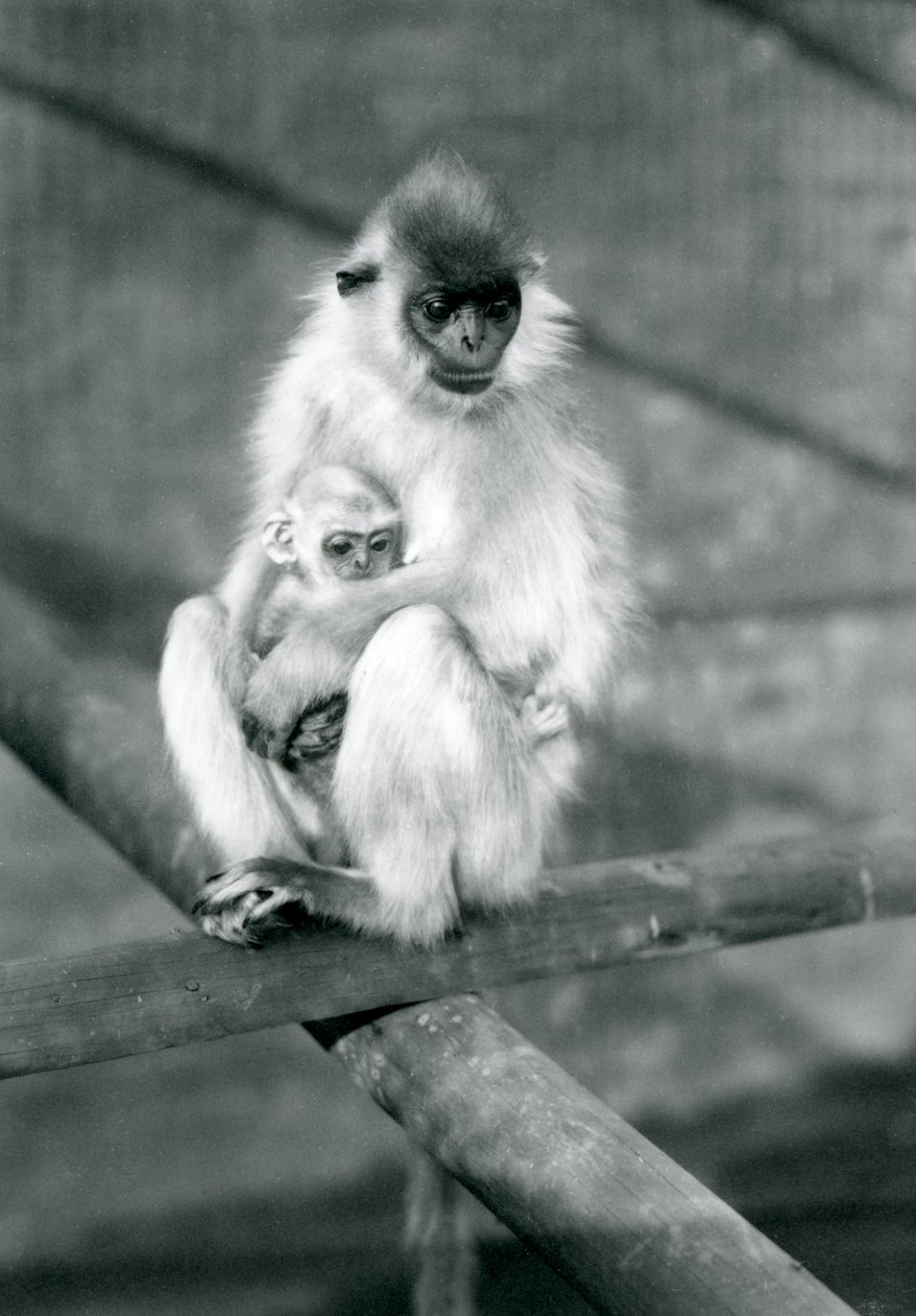 Langur s čepicí držící dítě sedící na trámu, Londýnská zoo, 11. listopadu 1913 od Frederick William Bond