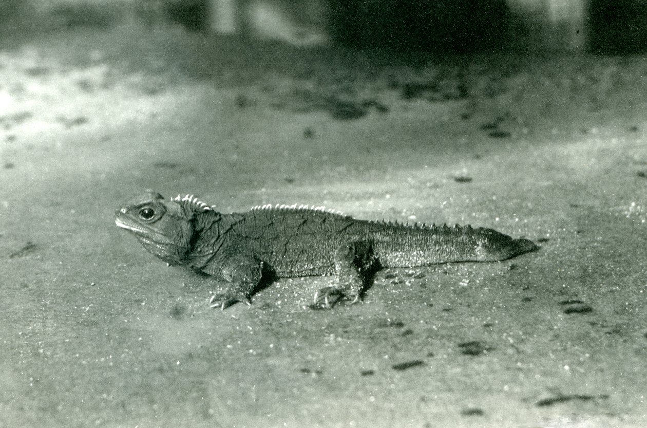 Cookův průliv nebo severní Tuatara v londýnské zoo, kolem roku 1923 (černobílá fotografie) od Frederick William Bond