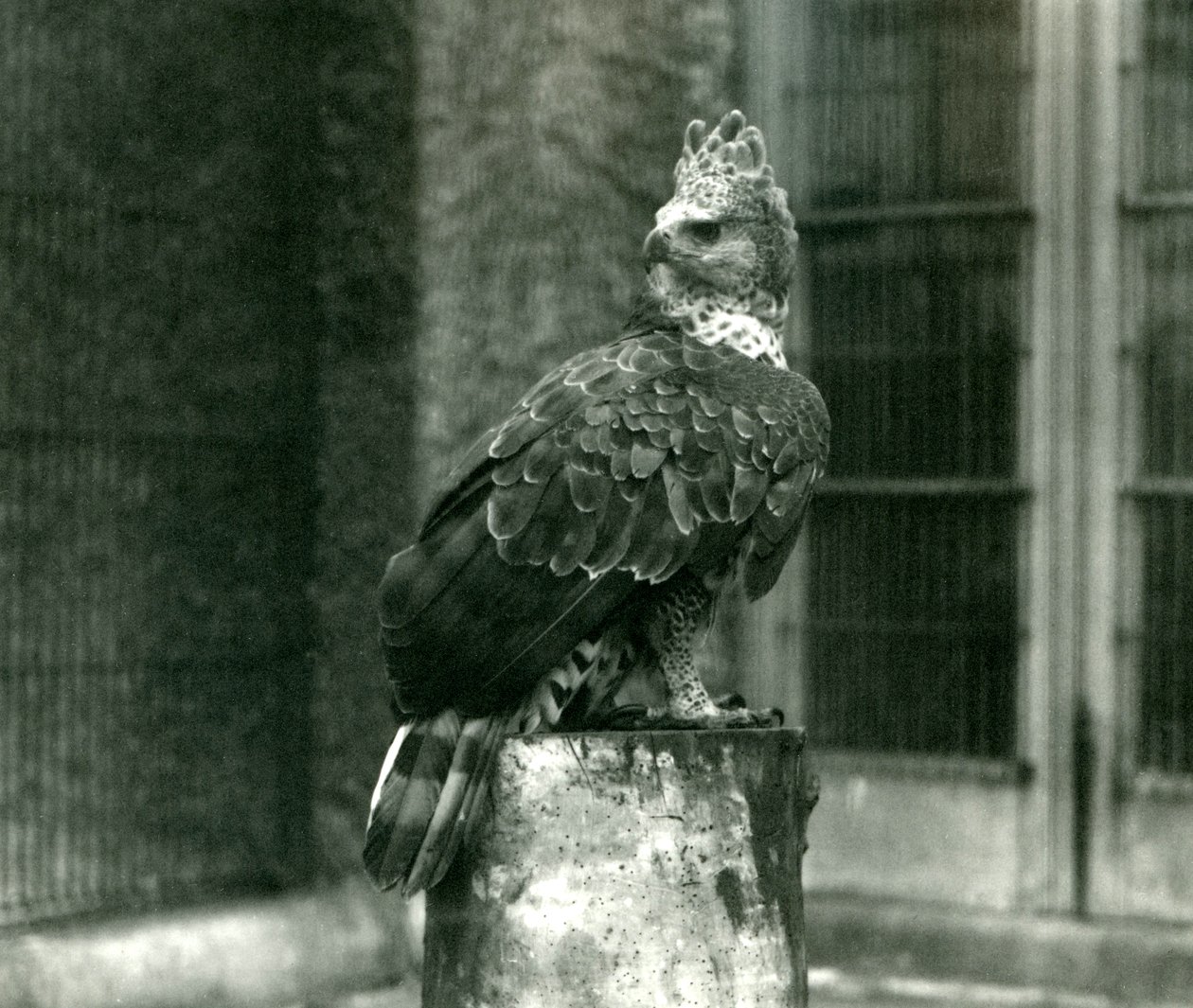 Orel korunovaný v londýnské zoo, červen 1922 od Frederick William Bond