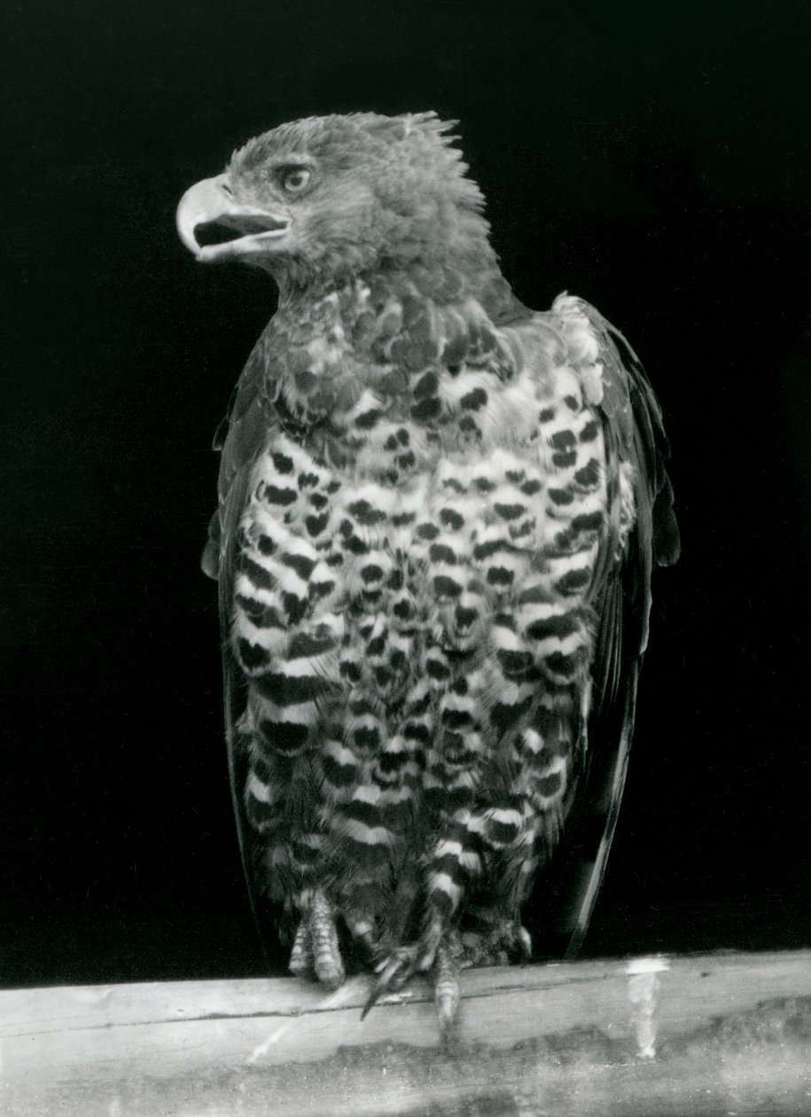 Orel korunovaný usazený v londýnské zoo, listopad 1923 (černobílá fotografie) od Frederick William Bond