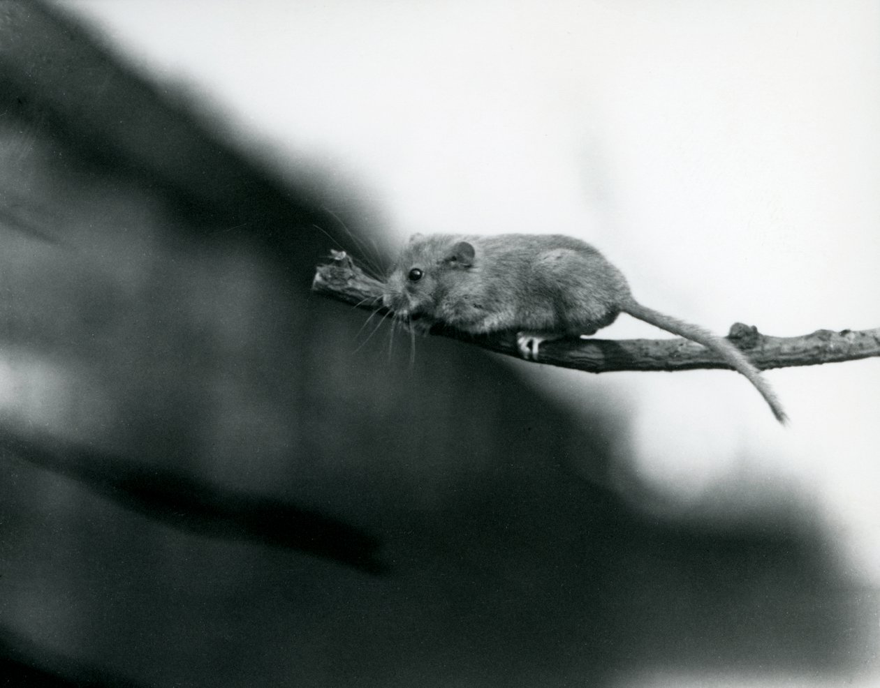 Plch na větvi v londýnské zoo, květen 1914, černobílá fotografie od Frederick William Bond