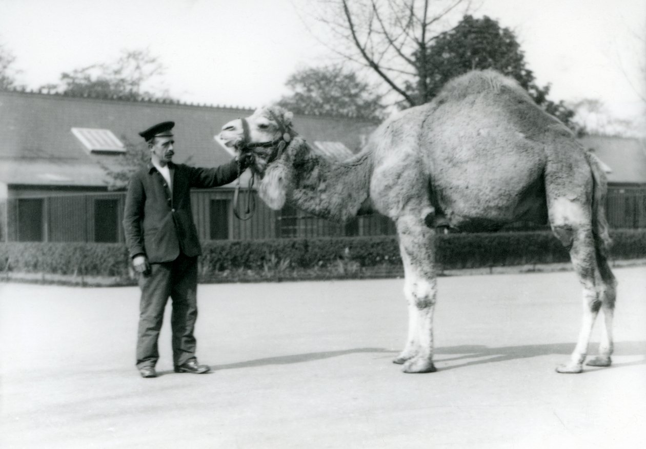 Dromedár nebo velbloud arabský s chovatelem W. Stylesem v londýnské zoo v roce 1923 (černobílá fotografie) od Frederick William Bond