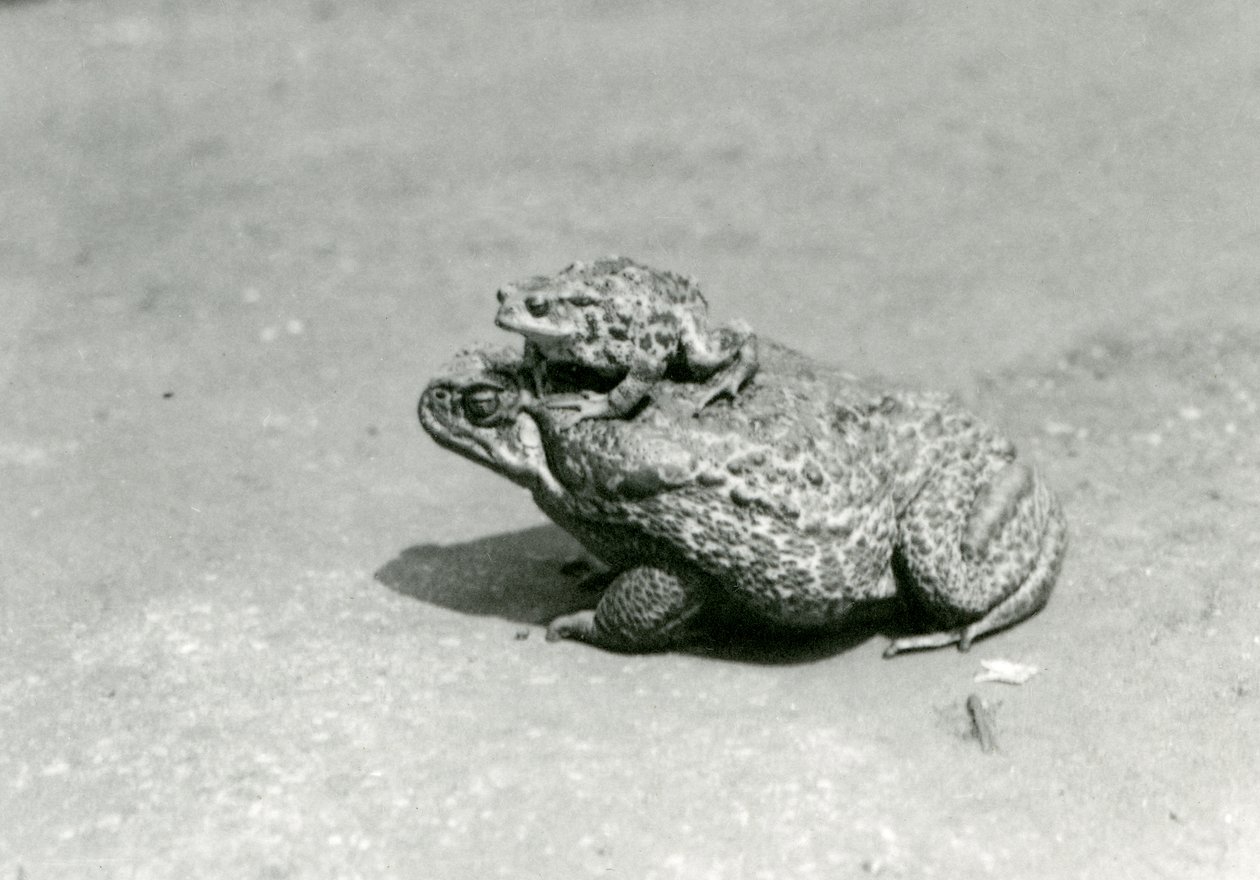 Ropucha obecná sedící na rákosu obrovskémRopucha mořská, Londýnská zoo, srpen 1923 (čb fotografie) od Frederick William Bond