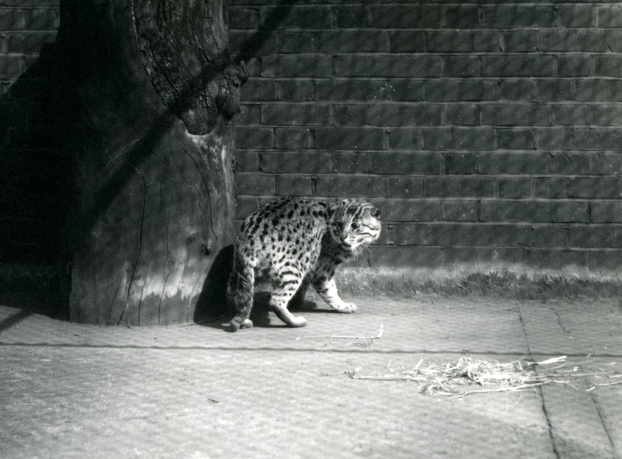Rybářská kočka v londýnské zoo, červenec 1921 od Frederick William Bond