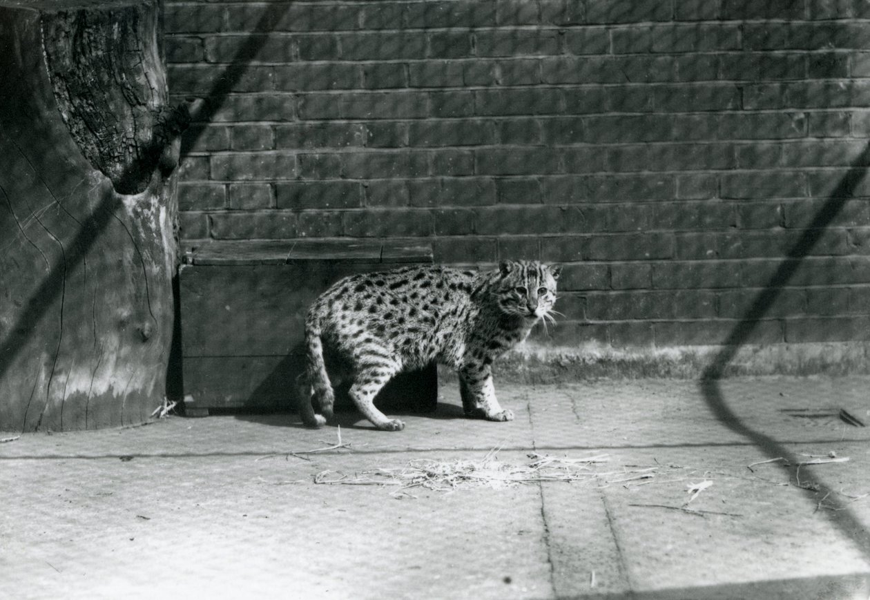 Rybářská kočka v londýnské zoo, červenec 1921 od Frederick William Bond