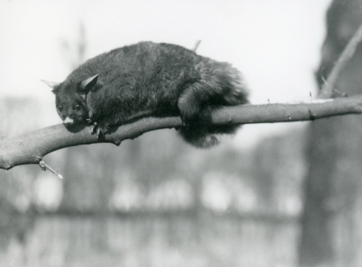 Létající falangera se dívá dolů z větve v londýnské zoo, asi 1923 (čb fotografie) od Frederick William Bond
