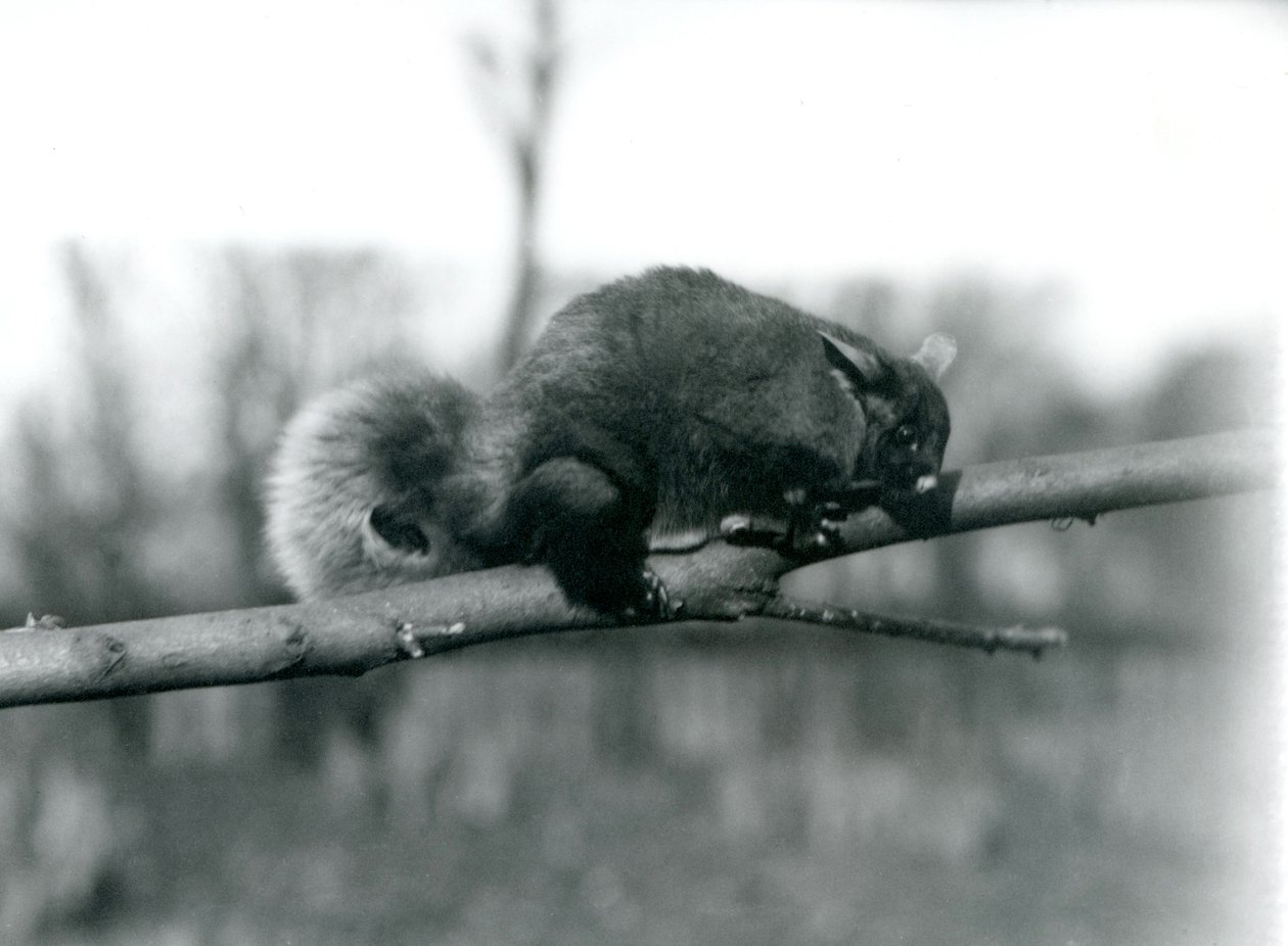 Létající Phalanger na větvi v londýnské zoo, únor 1922 od Frederick William Bond