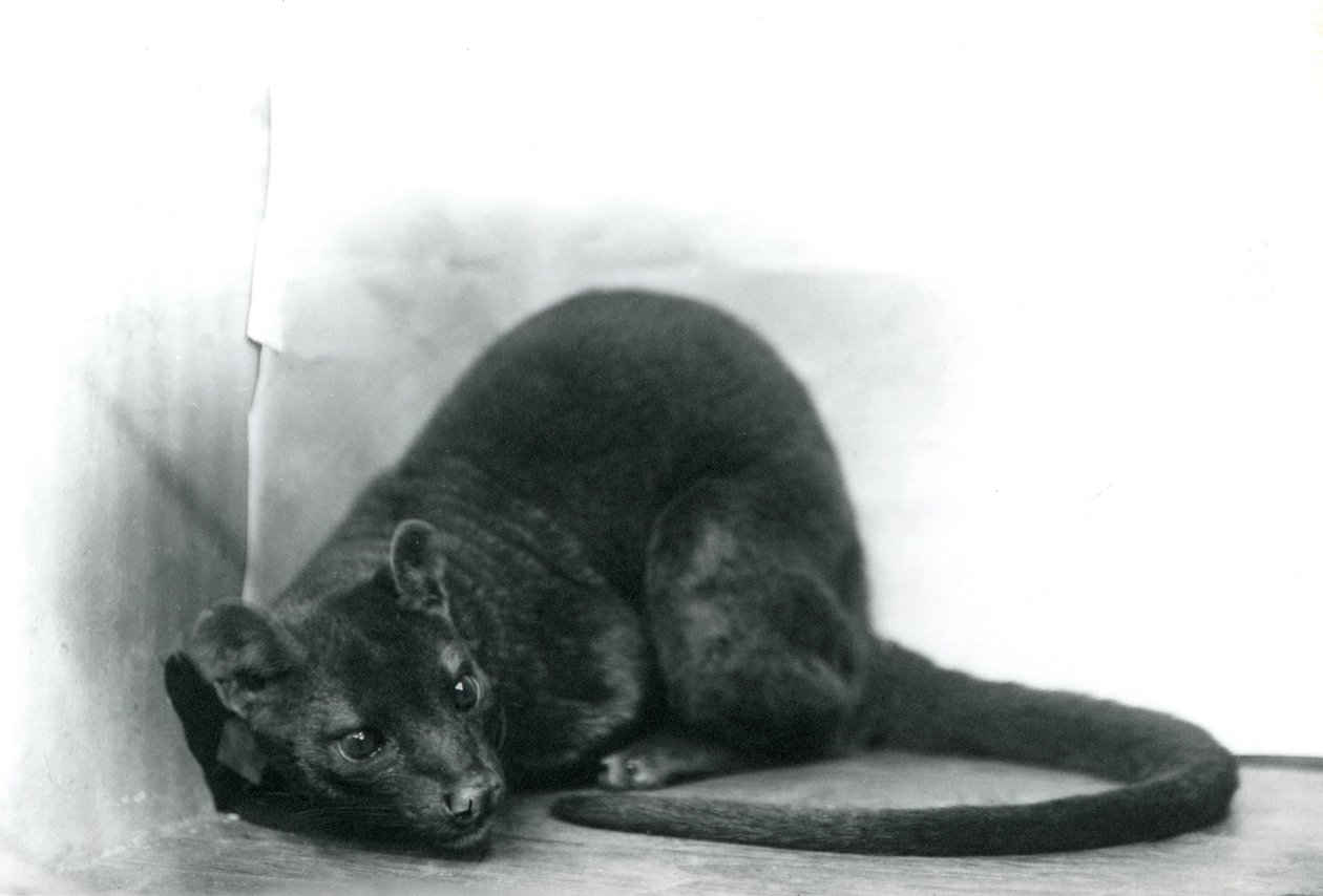 A Fossa v londýnské zoo, listopad 1912 od Frederick William Bond