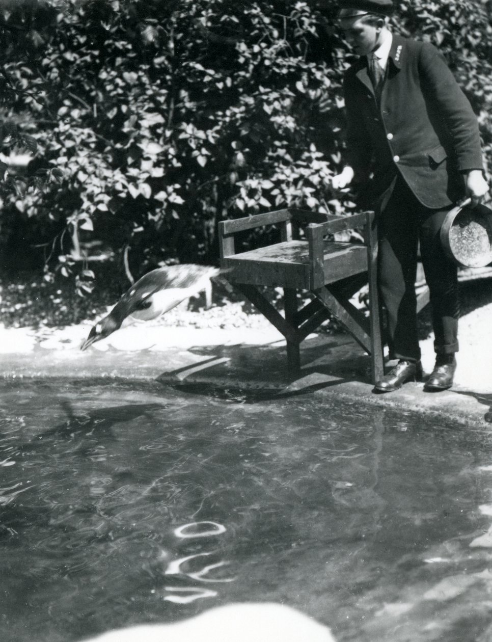 Gentoo Penguin se potápí za rybou, kterou chovatel právě hodil do jeho bazénu, Londýnská zoo, červen 1914 od Frederick William Bond