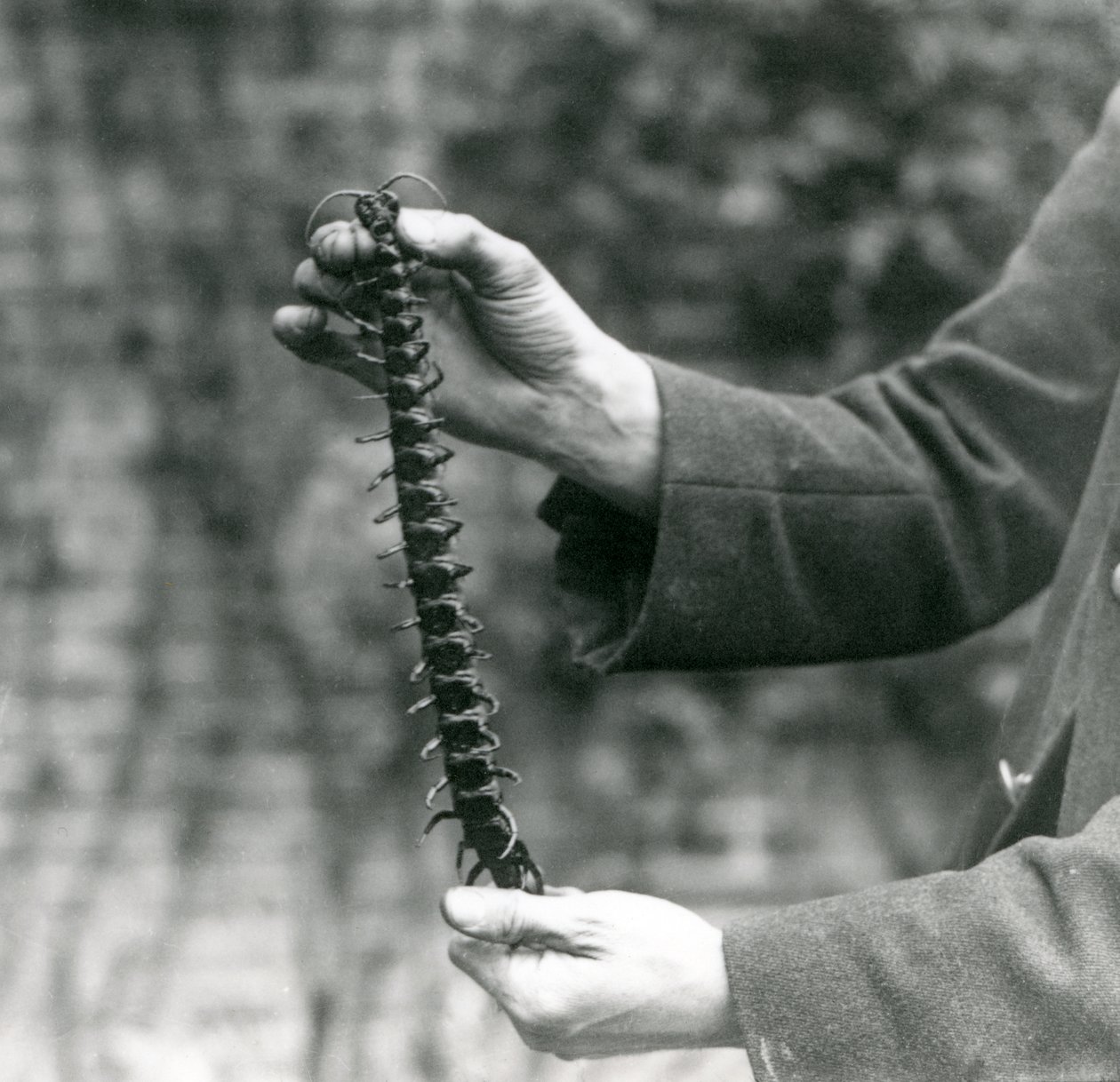 Stonožka obrovská je opatrně držena svým ošetřovatelem, Londýnská zoo, 1923 (čb fotografie) od Frederick William Bond