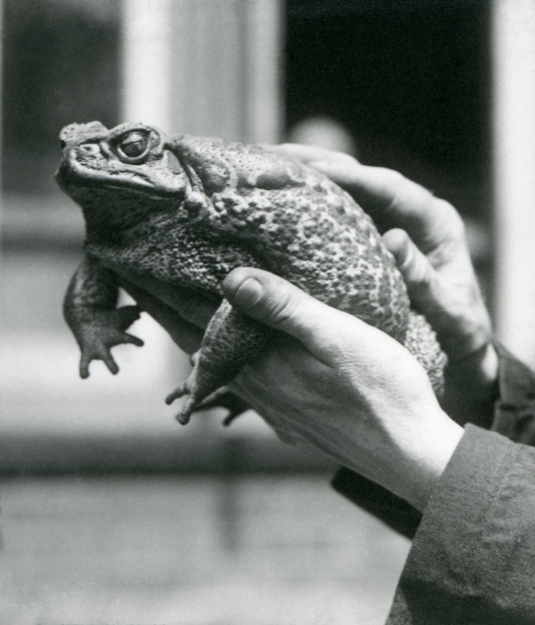 Ropucha obrovská držená v rukou ošetřovatelů, Londýnská zoo, srpen 1923 (čb fotografie) od Frederick William Bond