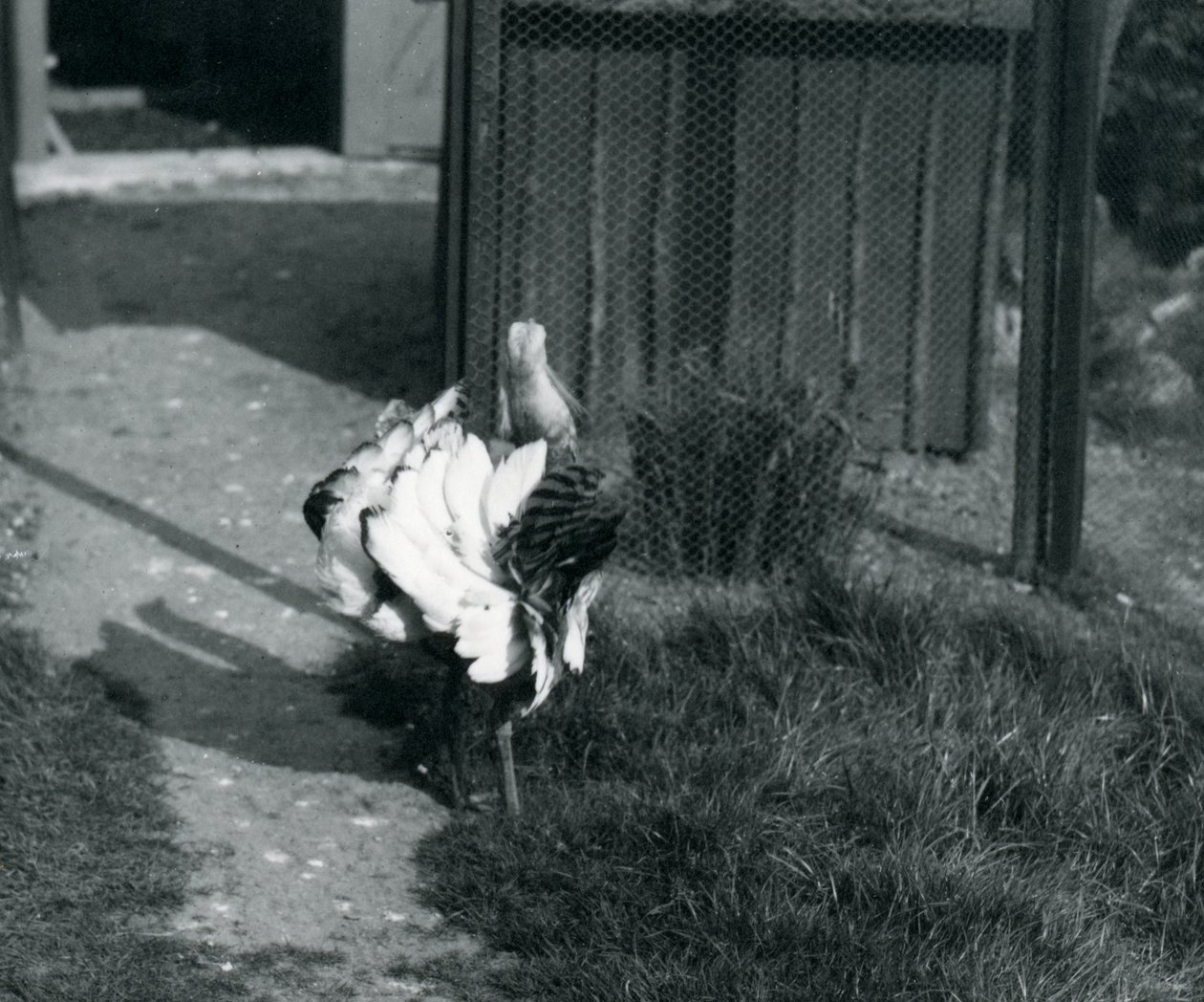 Drop velký předvádí své peří v londýnské zoo, květen 1914 od Frederick William Bond