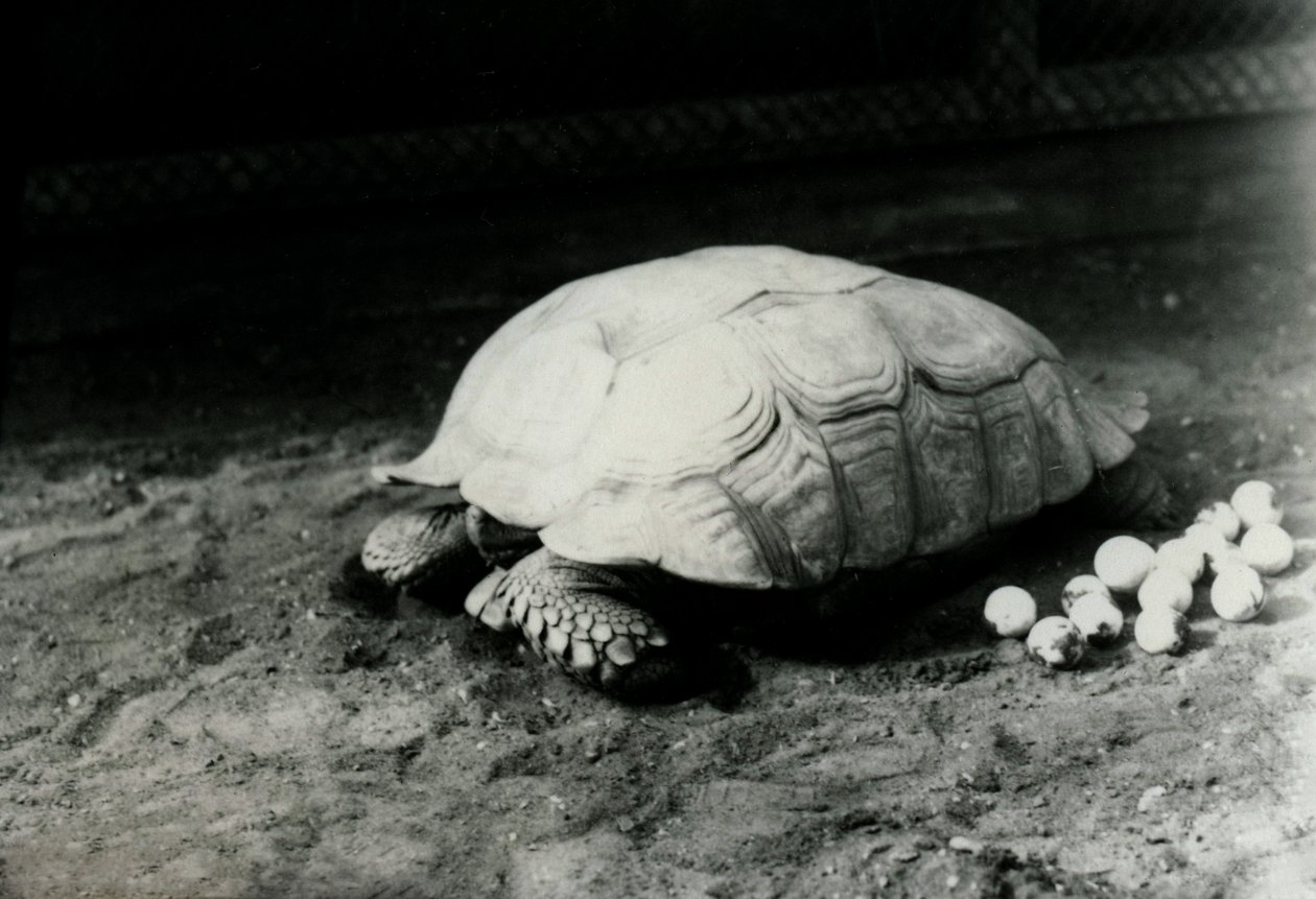 Žlábková nebo africká želva ostruhatá s vejci v londýnské zoo, červenec 1922 od Frederick William Bond