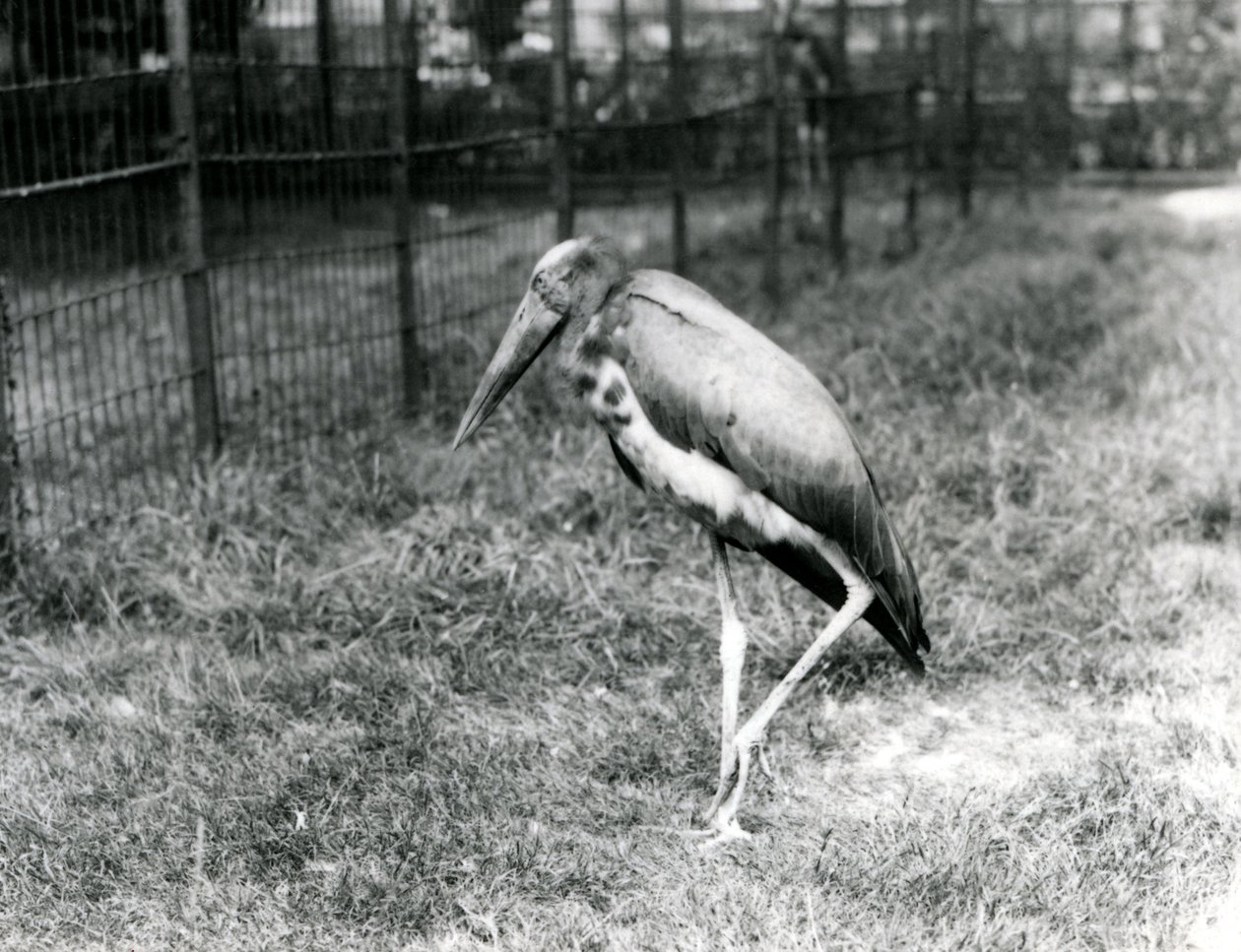 Javan Adjutant, stojící v londýnské zoo, září 1923 (černobílá fotografie) od Frederick William Bond