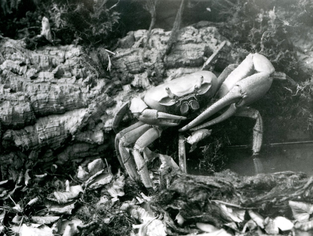 Land Crab v londýnské zoo, květen 1922 od Frederick William Bond