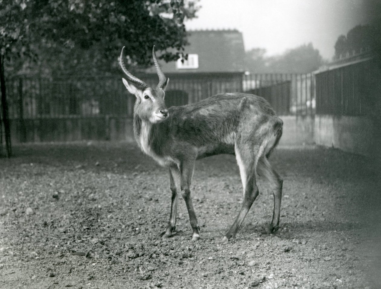A Lechwe v londýnské zoo, září 1921 od Frederick William Bond