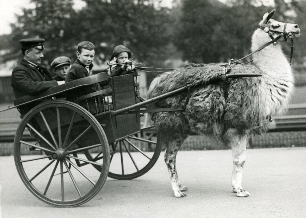 Jízda lamou na vozíku s ošetřovatelem a dětmi v londýnské zoo, květen 1914 od Frederick William Bond