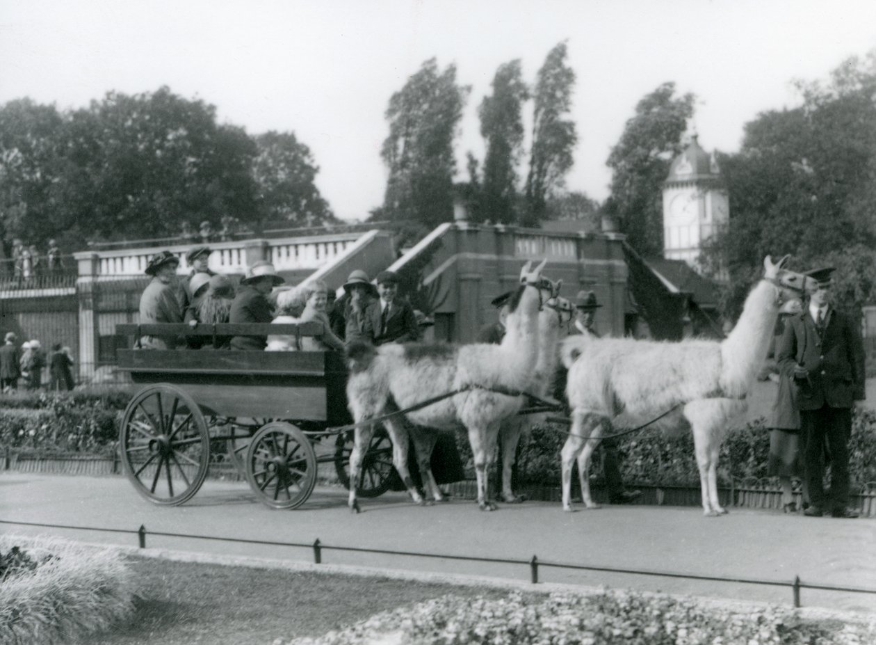 Jízda na vozíku s lamami pro návštěvníky se třemi lamami vedenými chovateli, londýnská zoo, srpen 1923 (černobílá fotografie) od Frederick William Bond