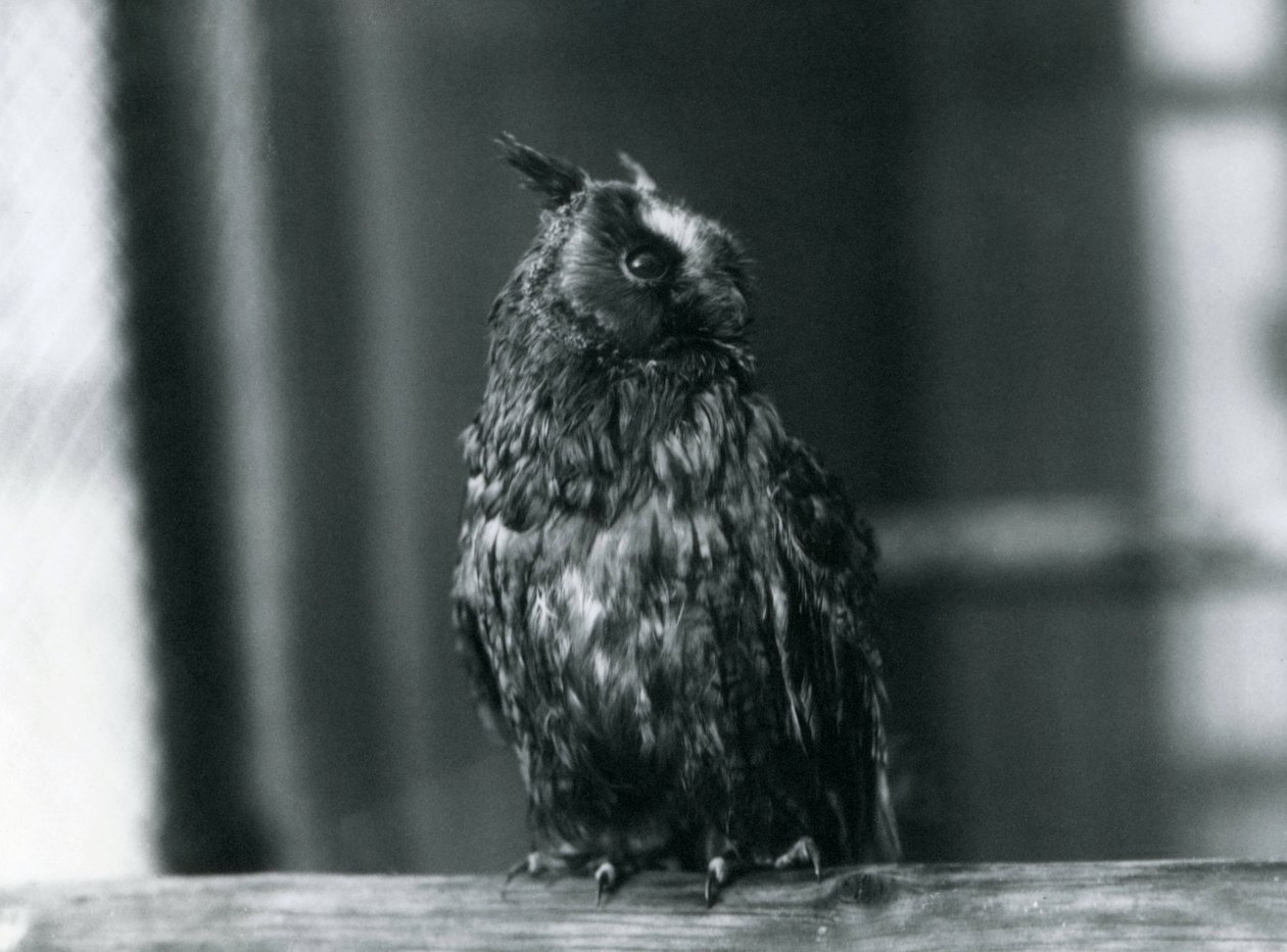 Ušatá sova v londýnské zoo, leden 1922 od Frederick William Bond