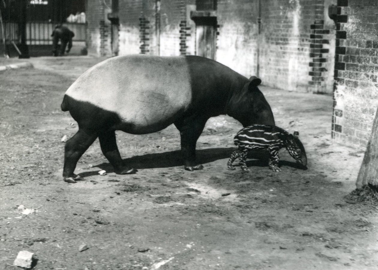 Tapír malajský se svým čtyřdenním mládětem v londýnské zoo, červenec 1921 od Frederick William Bond