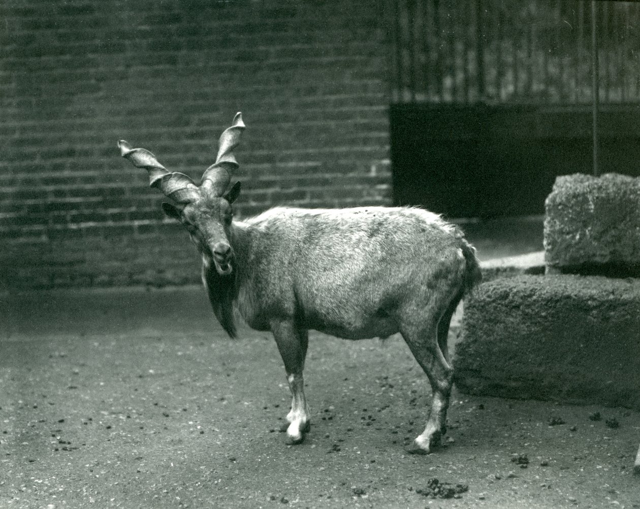 Markhor v londýnské zoo, červen 1914 od Frederick William Bond