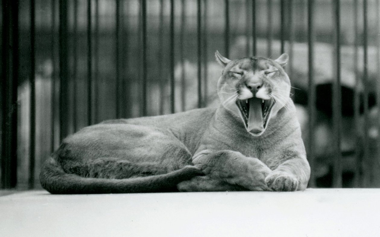 Lev horský zívající v londýnské zoo, 1928 od Frederick William Bond