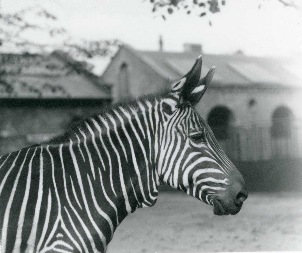 Zebra horská v londýnské zoo, září 1921 od Frederick William Bond
