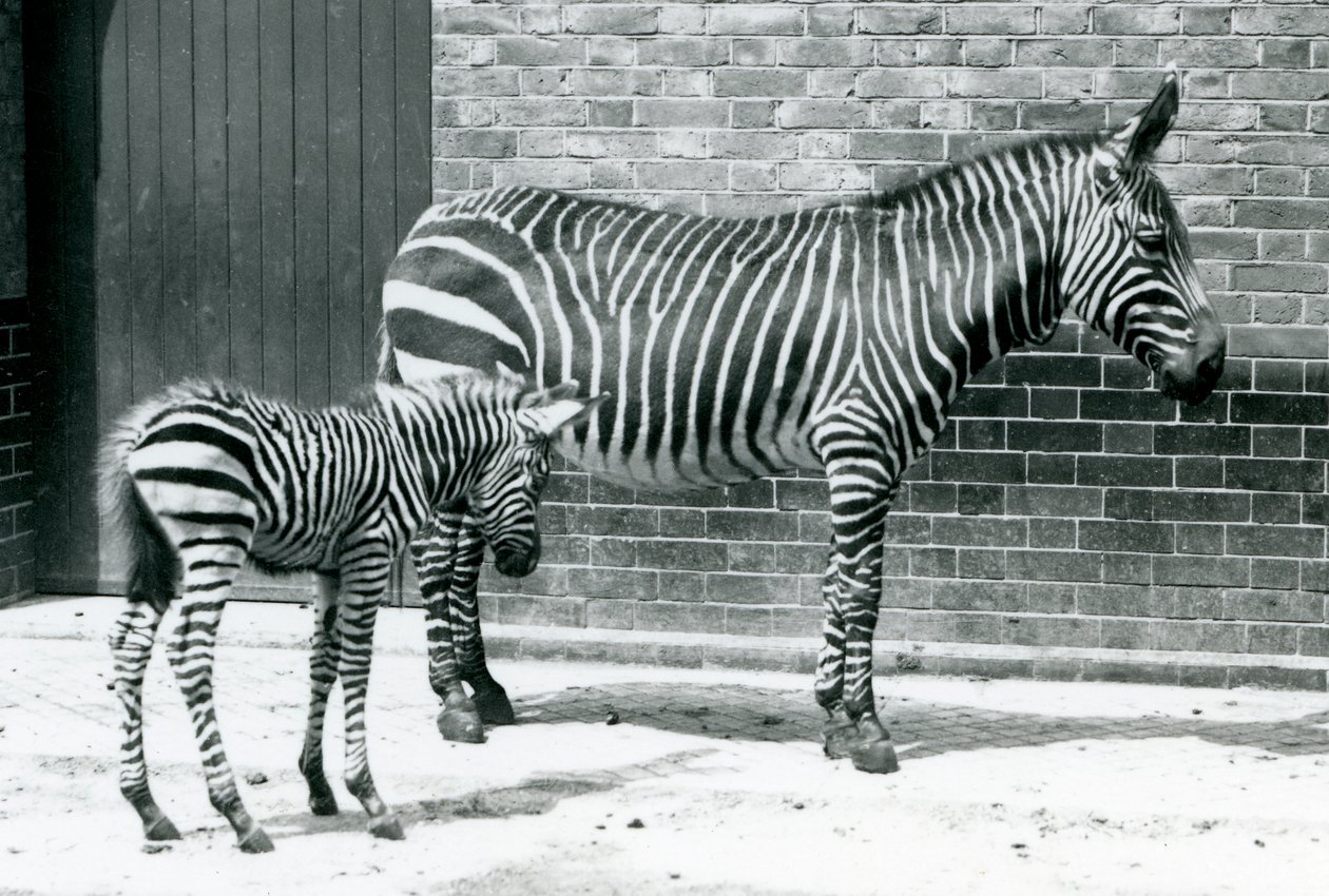 Zebra horská se svým hybridním hříbětem (Chapman