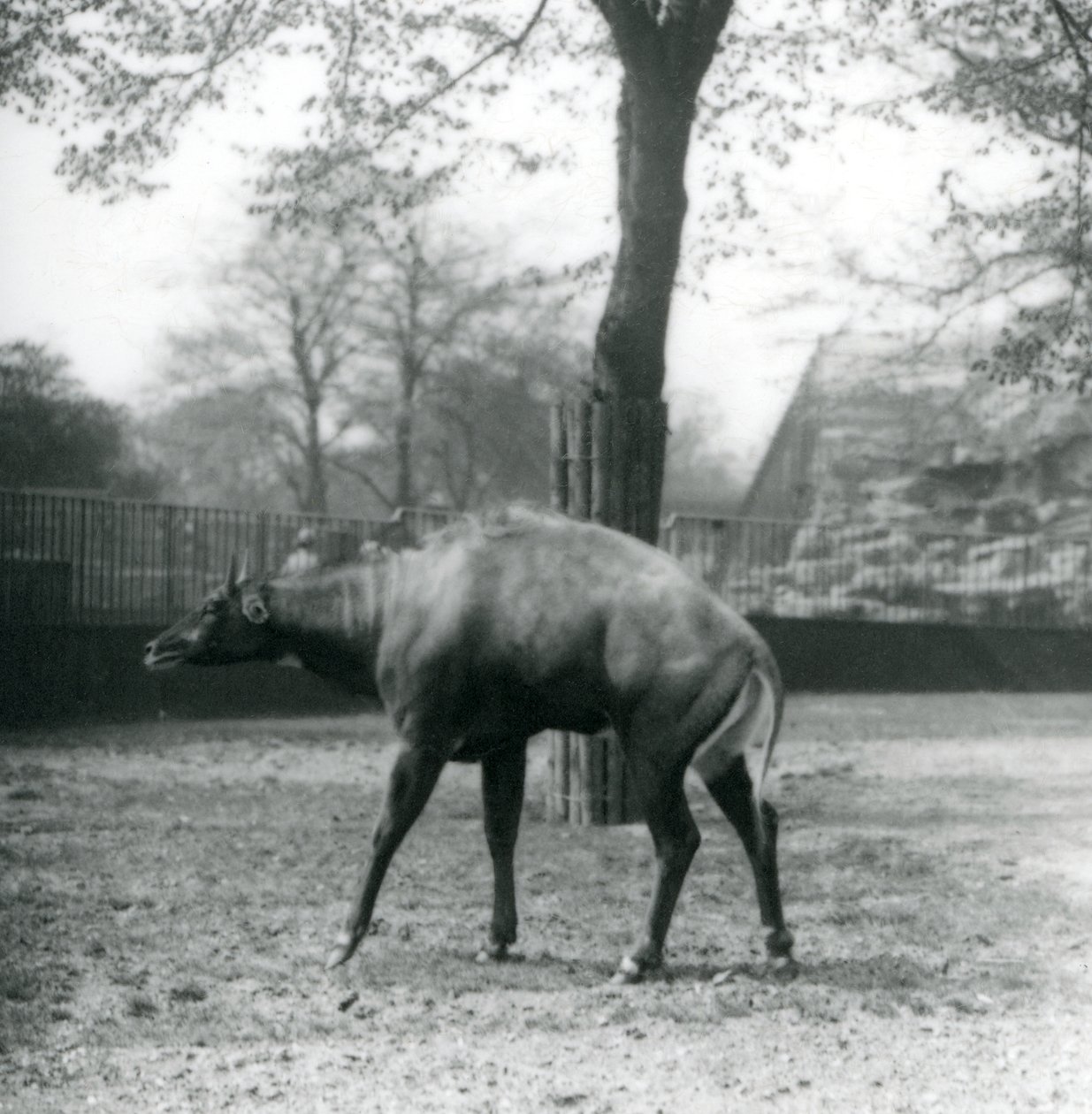 Nilgai neboli asijská antilopa v londýnské zoo, duben 1923 (černobílá fotografie) od Frederick William Bond