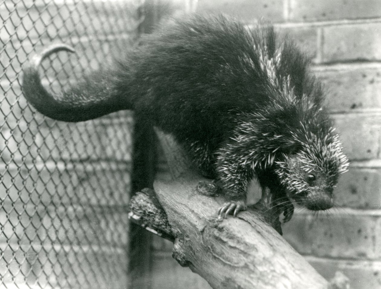 Severoamerický dikobraz, na větvi ve svém výběhu, v londýnské zoo v roce 1923 (černobílá fotografie) od Frederick William Bond