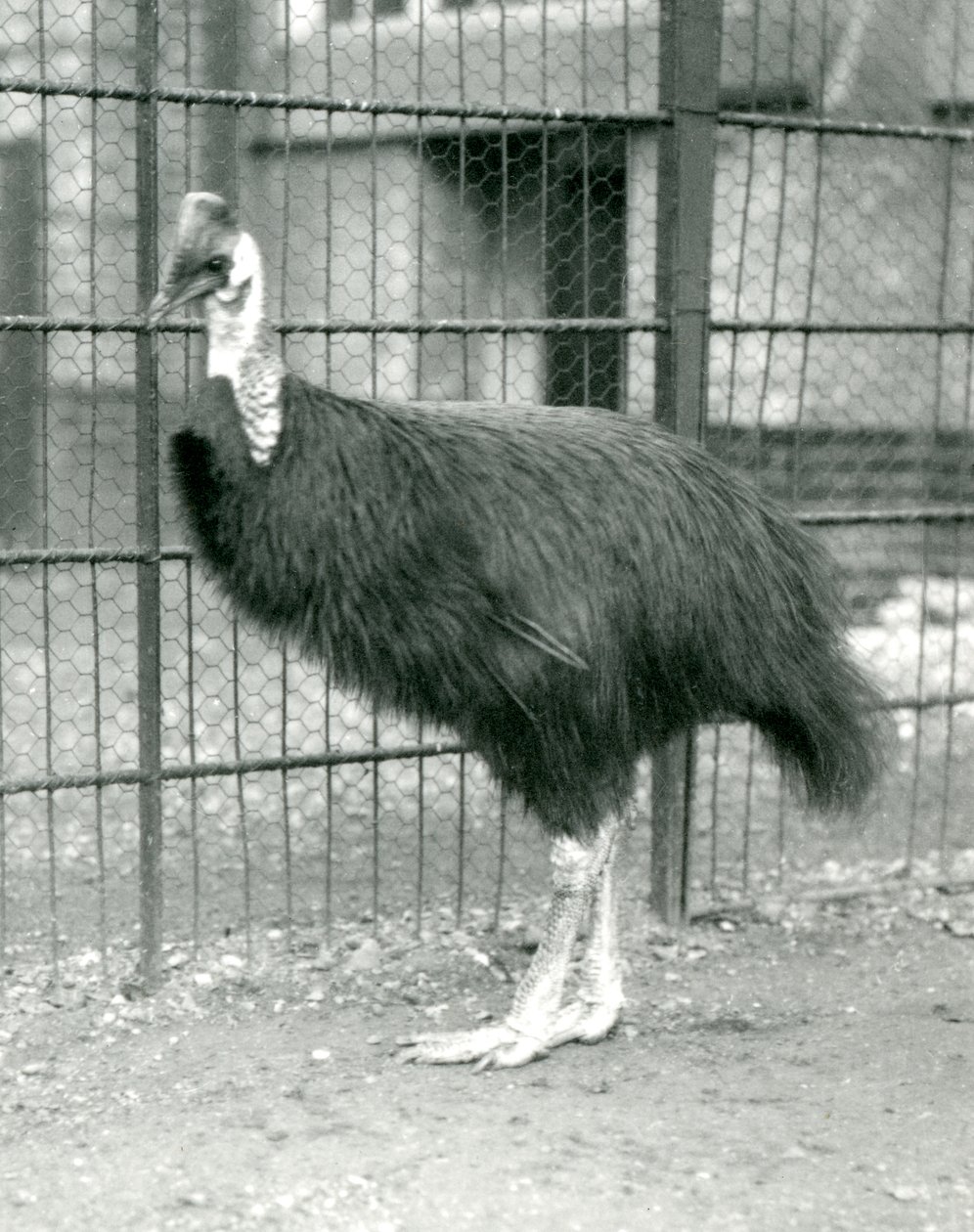 Kasuár severní v londýnské zoo, říjen 1914 od Frederick William Bond