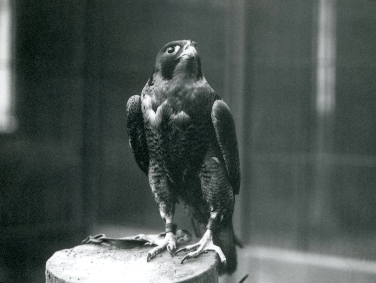 Sokol stěhovavý v londýnské zoo, leden 1922 od Frederick William Bond