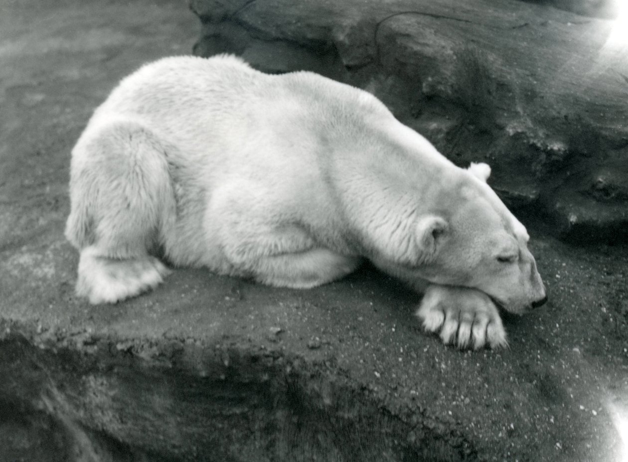 Lední medvěd odpočívající s hlavou na tlapě v londýnské zoo, říjen 1920 od Frederick William Bond