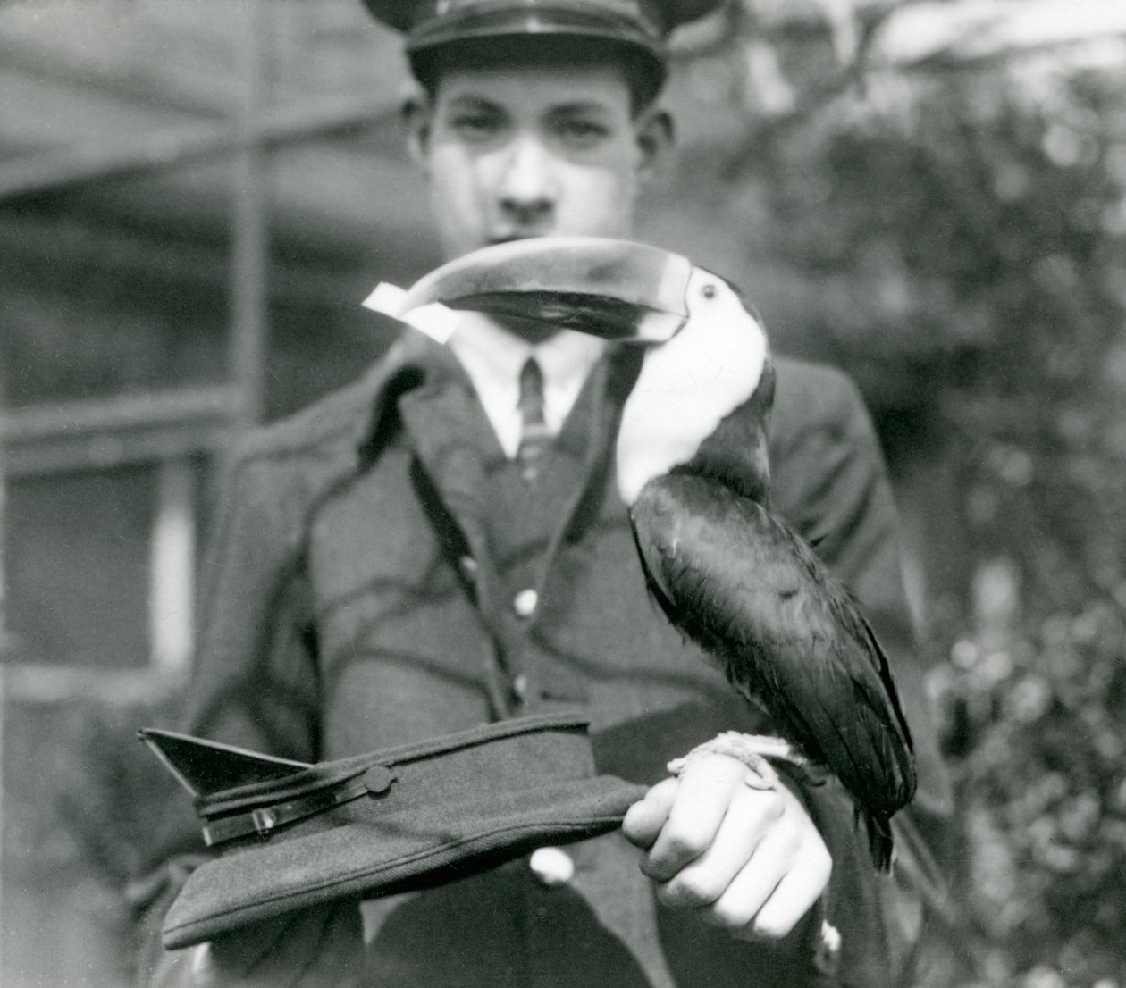Tukan červenozobý vytahuje lístek z klobouku, který drží chovatel C. Hersey (černobílá fotografie) od Frederick William Bond
