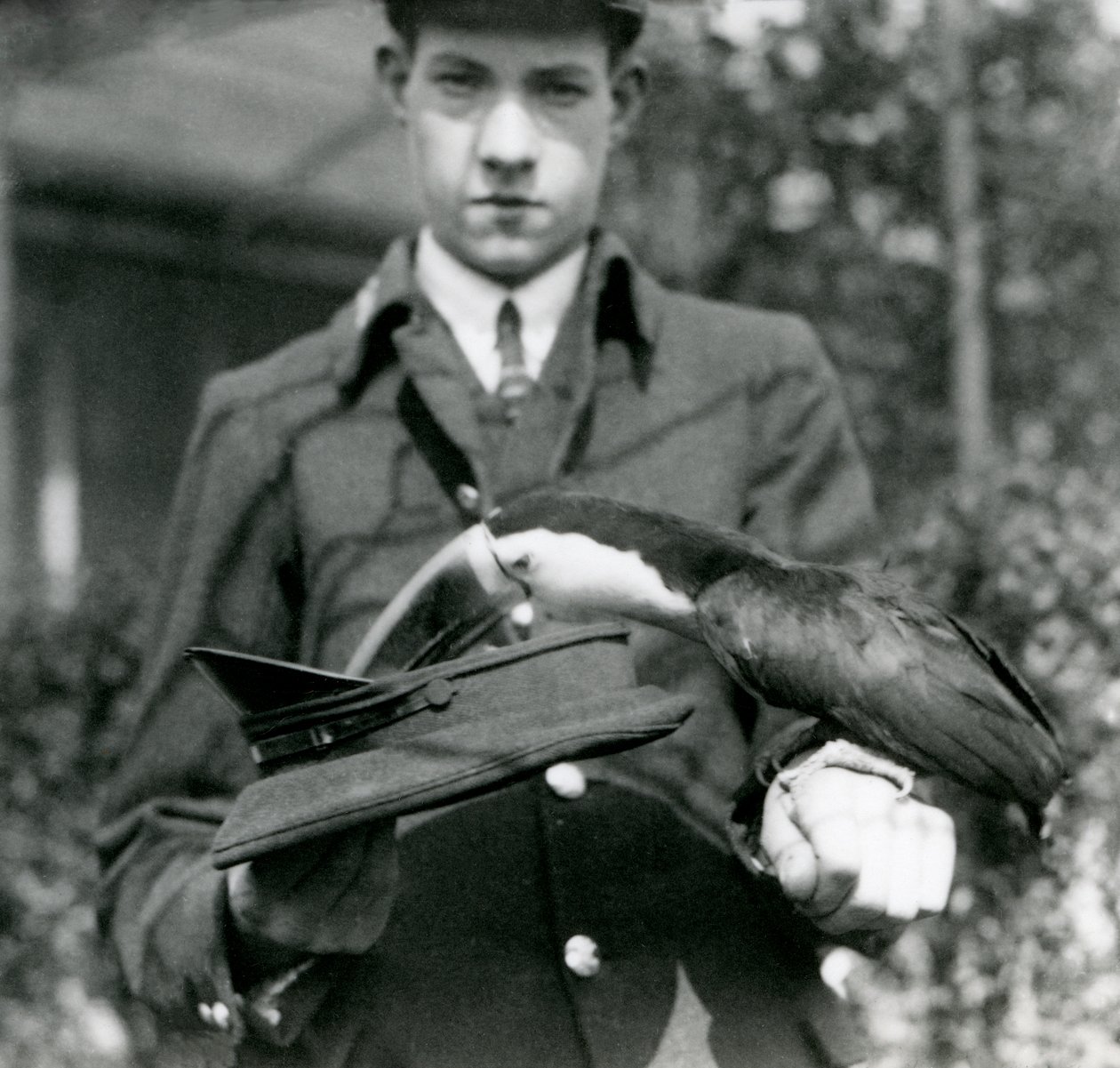 Tukan červenozobý vytahuje lístek z klobouku, který drží chovatel C. Hersey, London Zoo, 1923 (černobílá fotografie) od Frederick William Bond