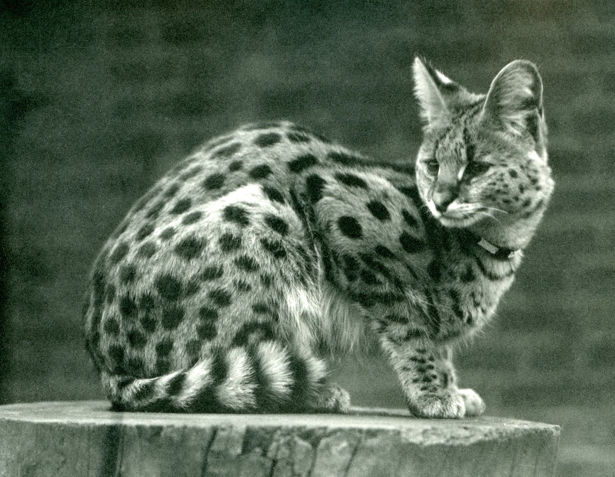 Serval v londýnské zoo, 1923 (černobílá fotografie) od Frederick William Bond