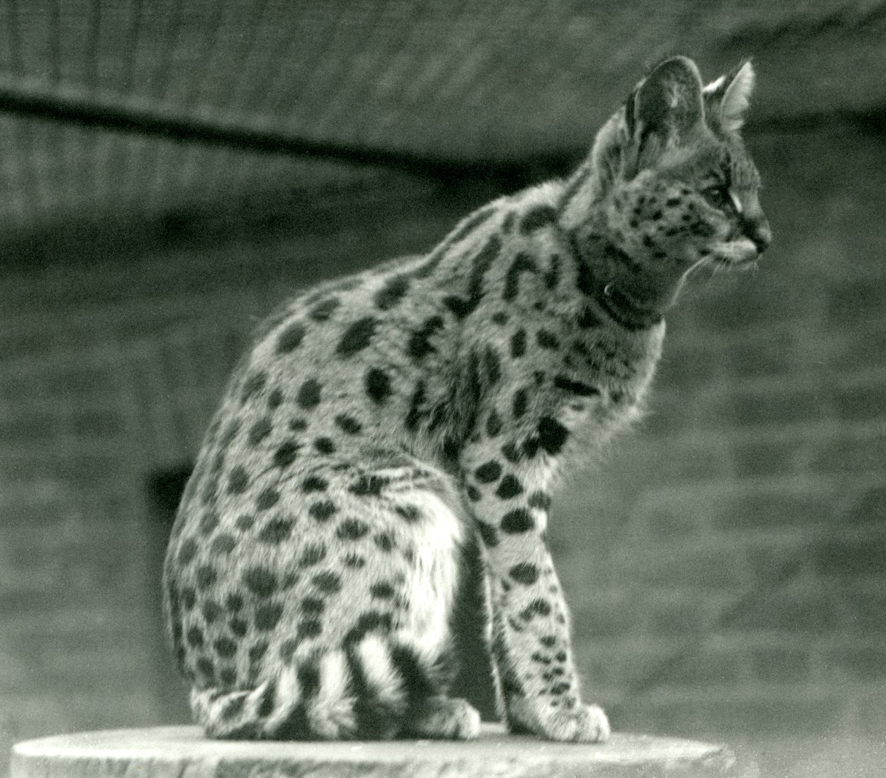 Serval v londýnské zoo, 1923 (černobílá fotografie) od Frederick William Bond