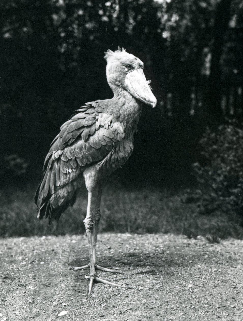 Shoebill nebo čáp s velrybí hlavou v londýnské zoo, červen 1914 od Frederick William Bond
