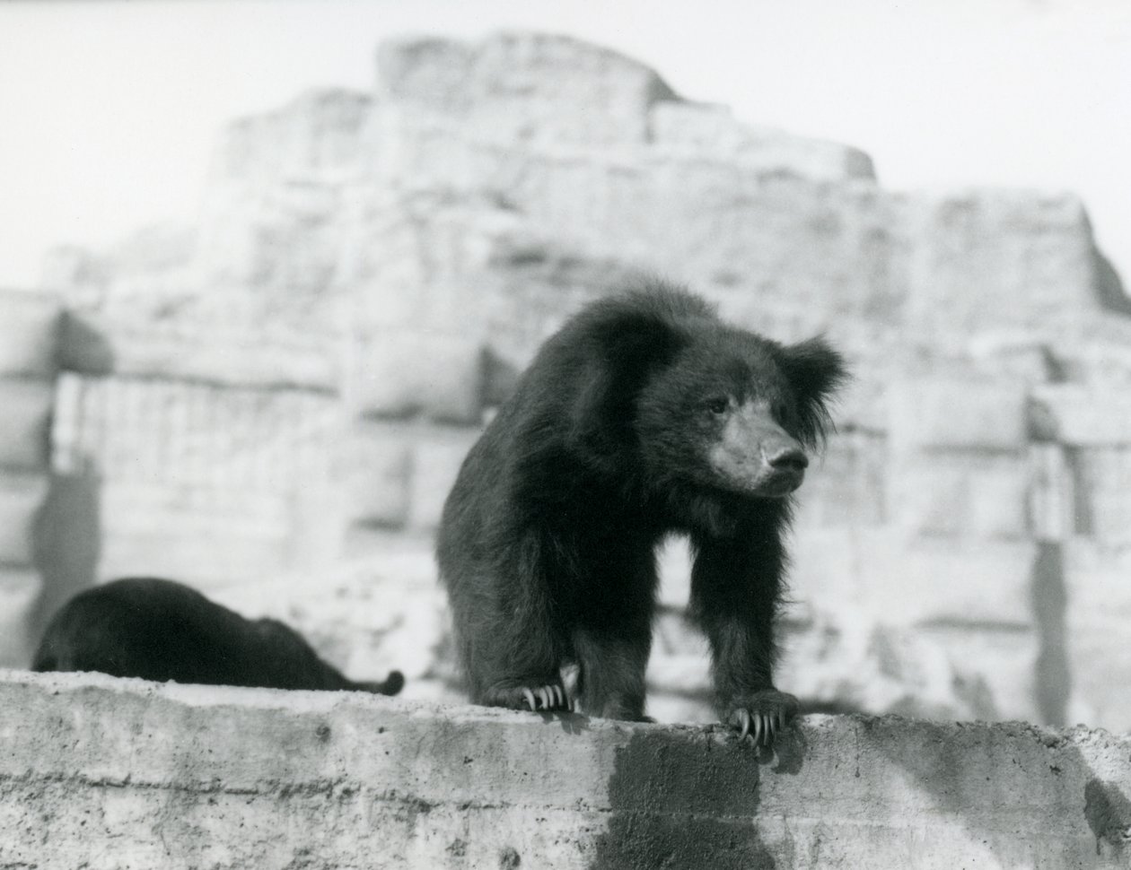 Medvěd lenochod shlíží ze svého výběhu před Mappin Terraces, London Zoo, září 1914 (foto vw) od Frederick William Bond