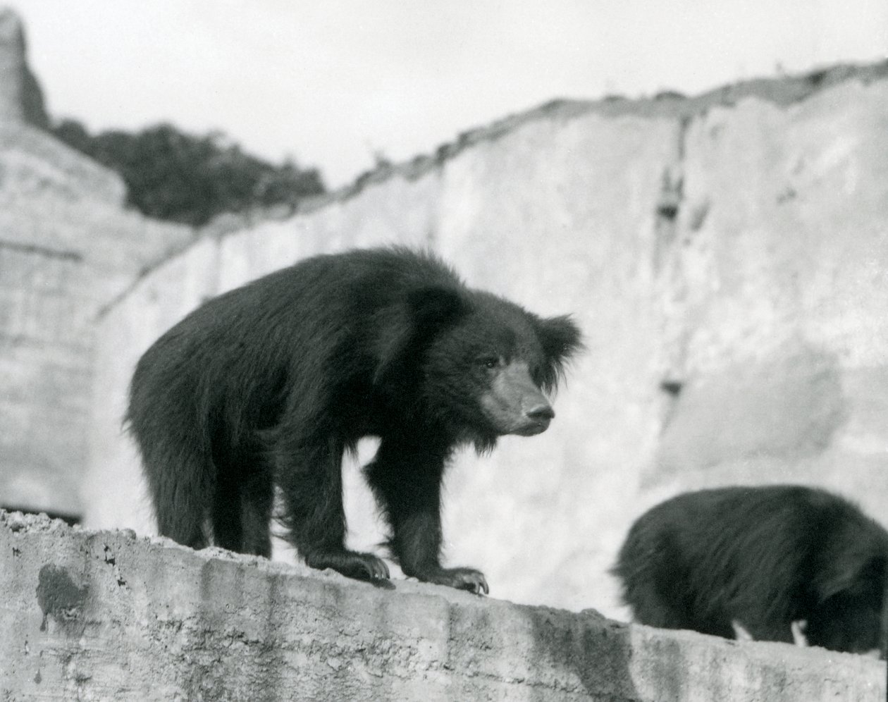 Medvěd lenochod se dívá dolů ze svého výběhu před Mappinovými terasami, Londýnská zoo, září 1914 (vw foto) od Frederick William Bond