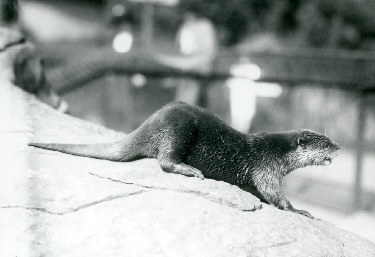 Vydra malá v londýnské zoo, srpen 1913 od Frederick William Bond