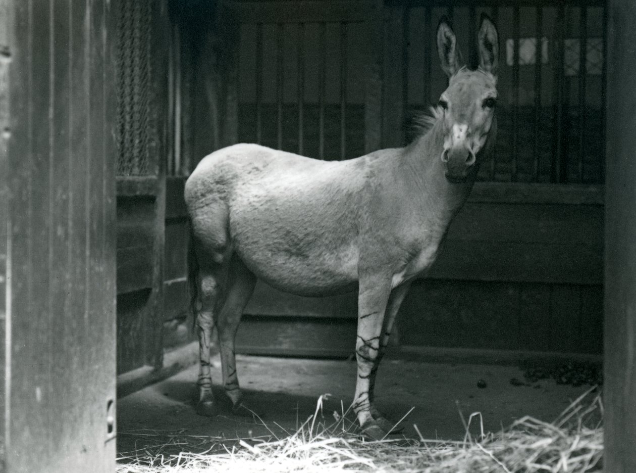 Somálský divoký osel v londýnské zoo, 1915. Somálský divoký osel je ohrožený poddruh afrického divokého osla. od Frederick William Bond