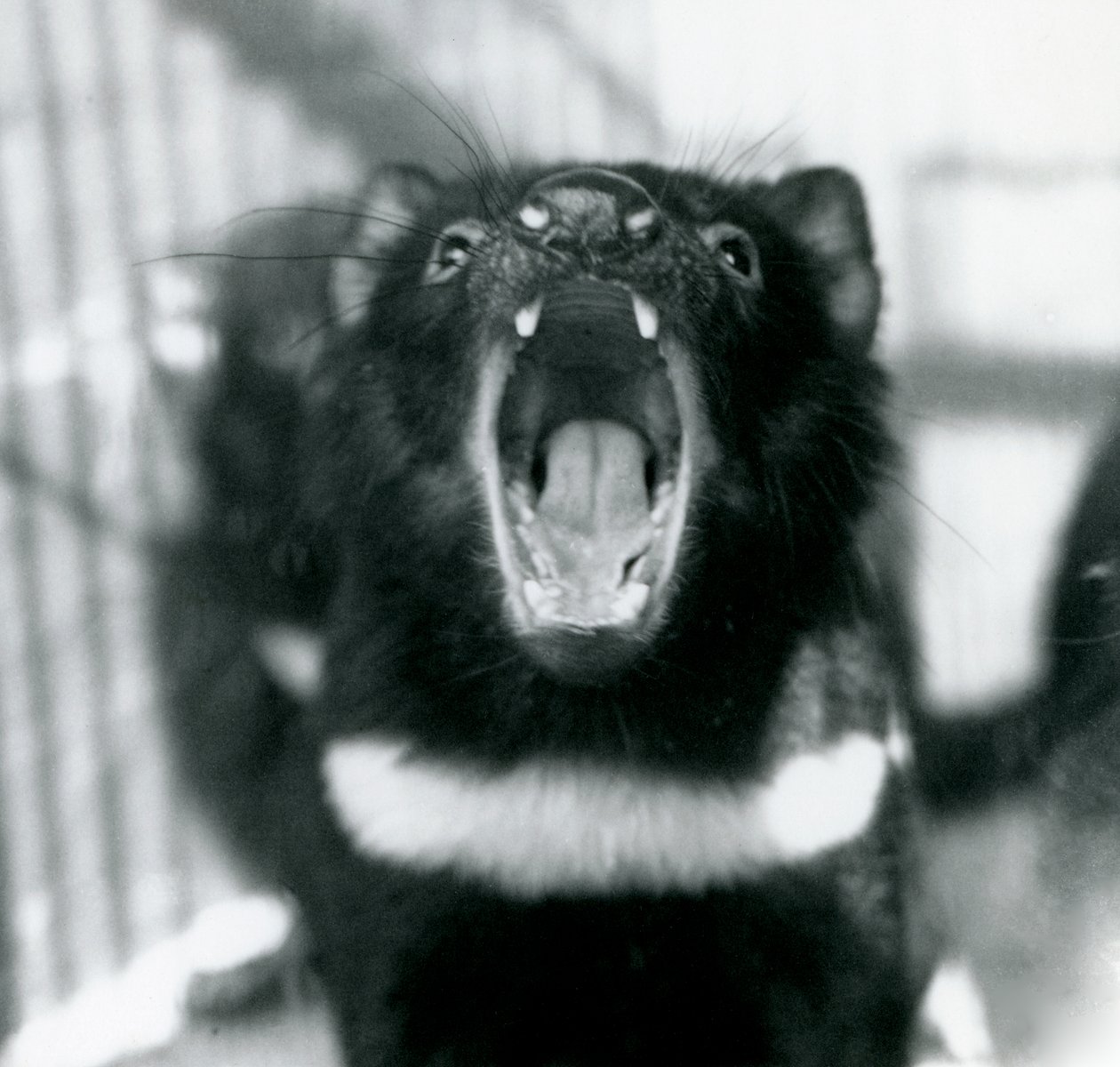 Tasmánský ďábel v londýnské zoo, září 1914 od Frederick William Bond