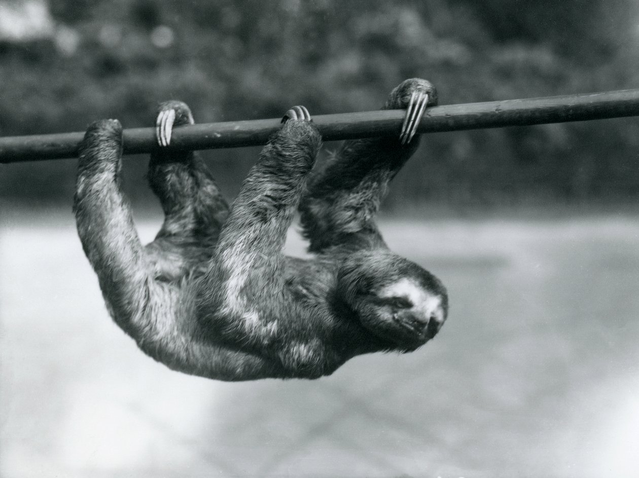 Lenochod tříprstý si pomalu razí cestu podél tyče v londýnské zoo, kolem roku 1913 od Frederick William Bond