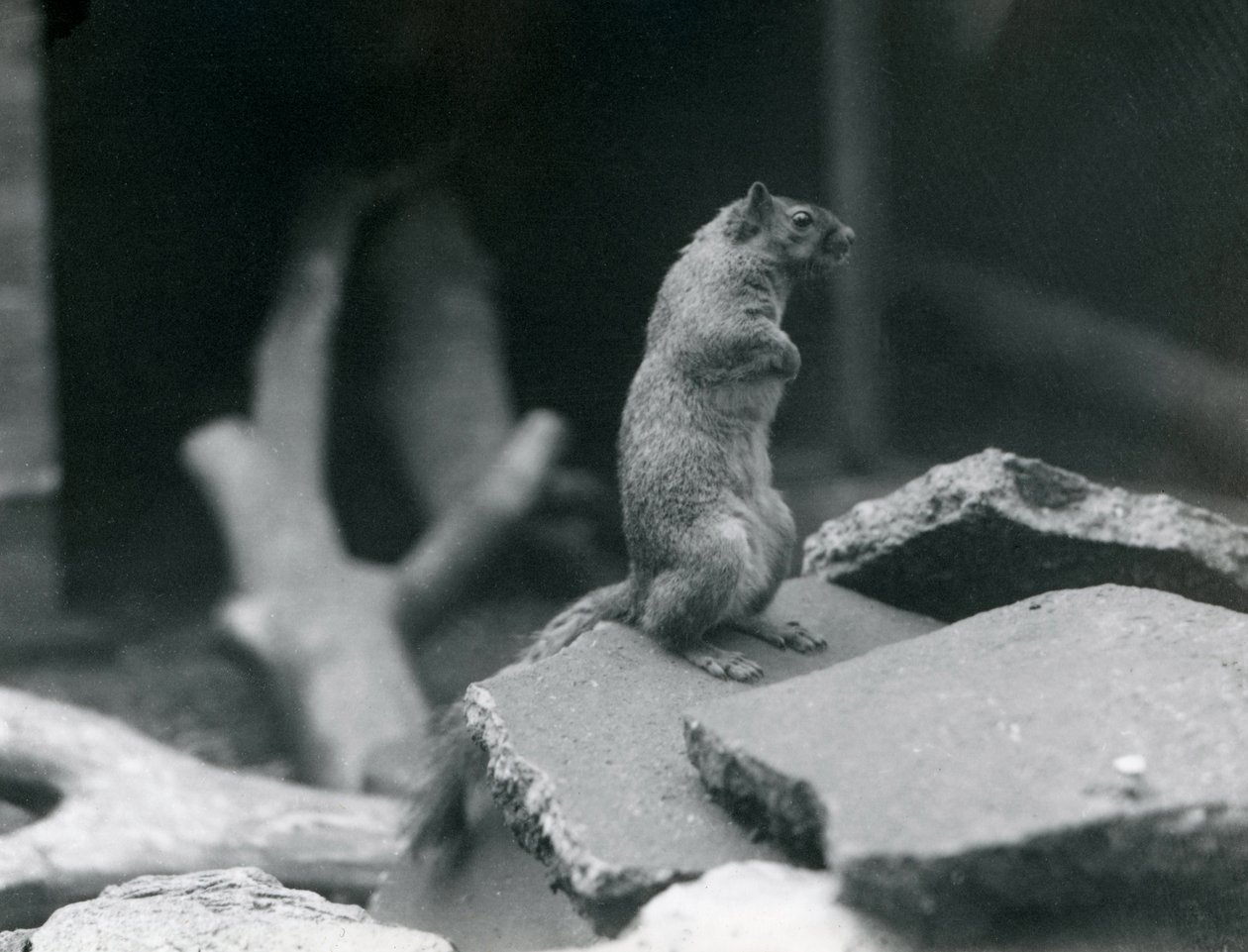 Vulpine nebo Fox Squirrel seděl na skalách v londýnské zoo. srpna 1916. od Frederick William Bond
