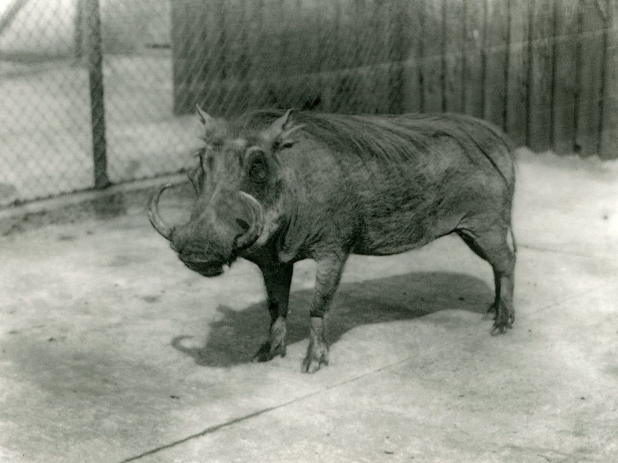Warthog, London Zoo, 1923 (černobílá fotografie) od Frederick William Bond
