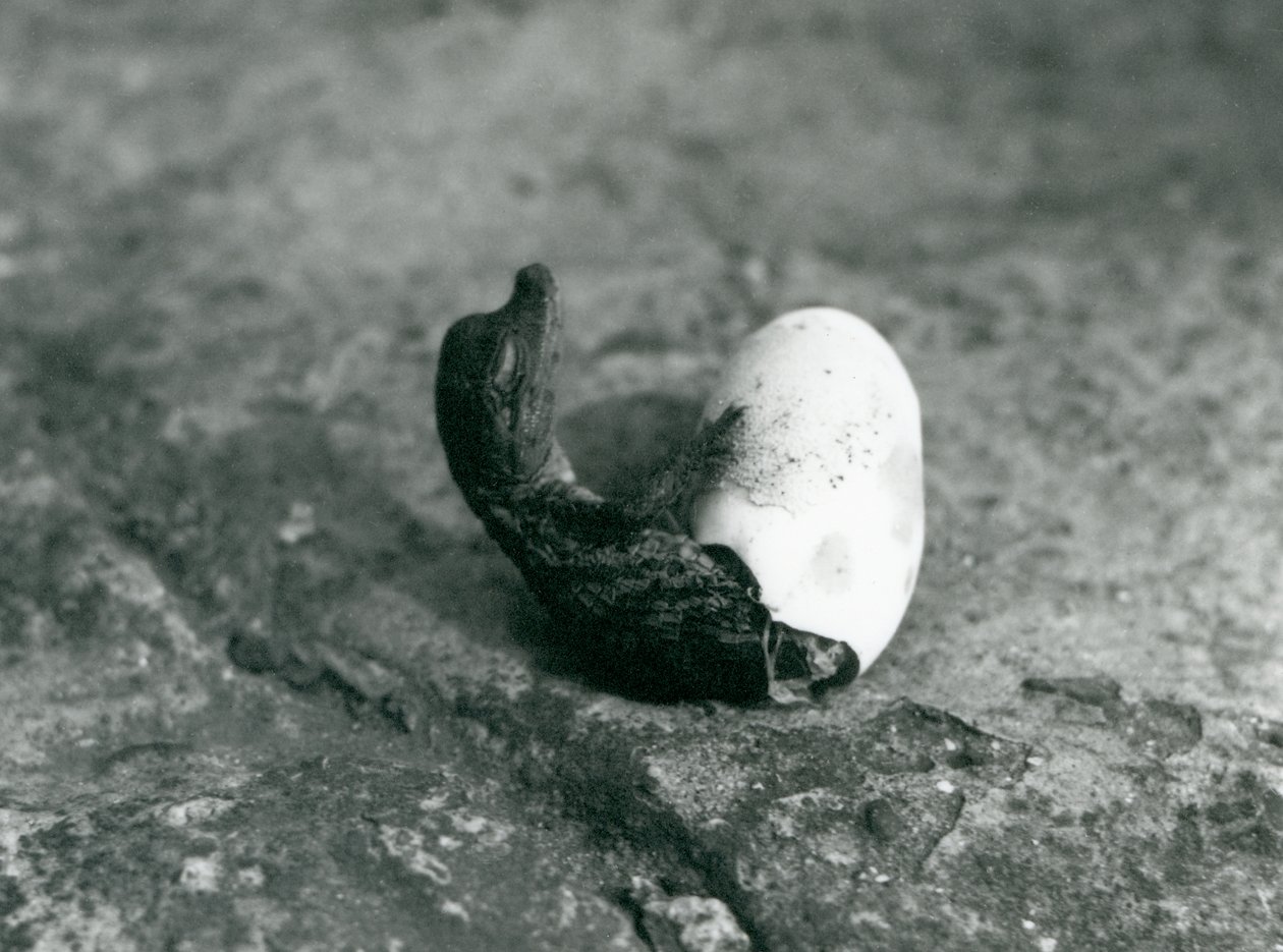 Mládě amerického aligátora vylézajícího ze svého vajíčka, Londýnská zoo, 1922 (černobílá fotografie) od Frederick William Bond