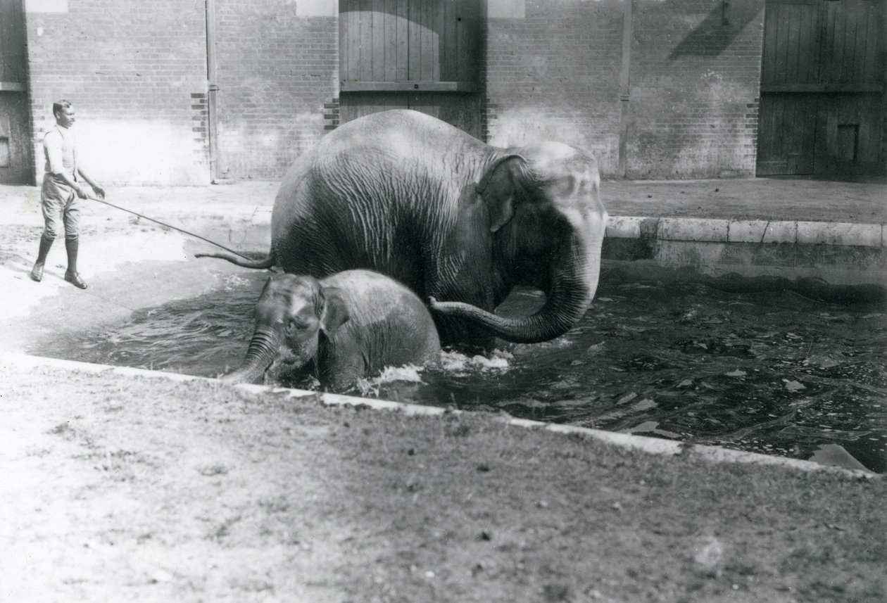 Mládě asijského slona a dospělá samice Lukhi, koupající se v jejich bazénu, se svým trenérem na straně bazénu, 1923 (černobílá fotografie) od Frederick William Bond