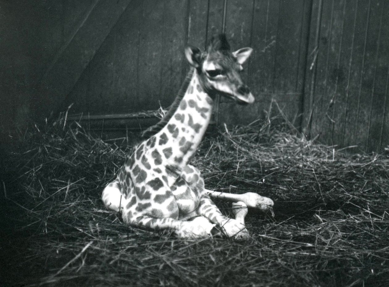 Mládě žirafy, asi 7 hodin staré, sedí mezi senem v londýnské zoo, březen 1913 od Frederick William Bond
